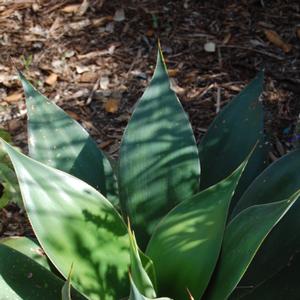 Agave Blue Flame