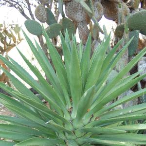 Agave fourcroydes 
