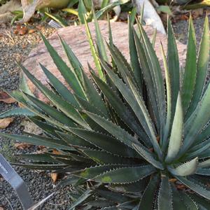 Agave funkiana Blue Haze
