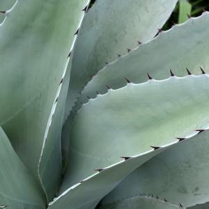 Agave ovatifolia 