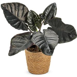 Alocasia Mythic&trade; Black Tie&trade;