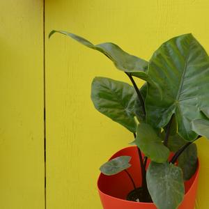 Alocasia Dark Star