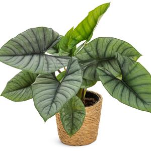Alocasia Mythic&trade; Quicksilver&trade;