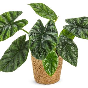 Alocasia Mythic&trade; Rumpelstiltskin&trade;