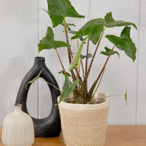 Alocasia amazonica Mythic&reg; Jungle Music&trade;
