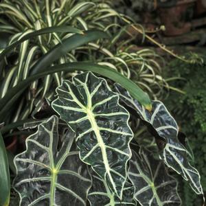 Alocasia amazonica Polly