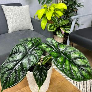 Alocasia baginda Dragon Scale
