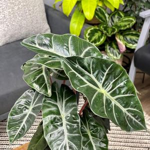 Alocasia baginda Mythic&trade; Nairobi Night