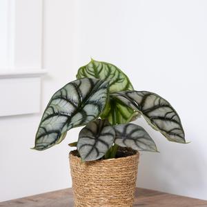 Alocasia baginda Mythic&trade; Silver Dragon