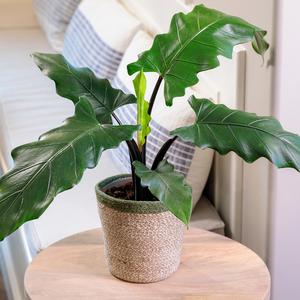 Alocasia lauterbachiana 