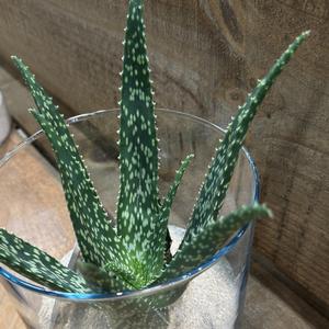 Aloe Medivera&reg; Equator