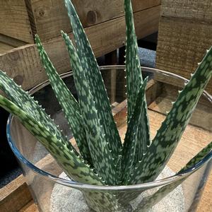 Aloe Medivera&reg; Meridiaan