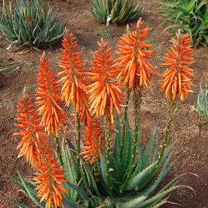 Aloe Safari Orange