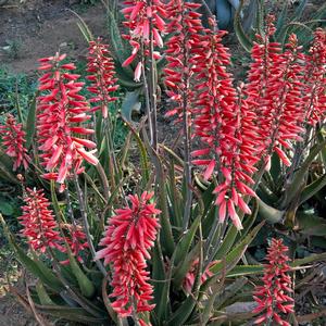 Aloe Safari Rose