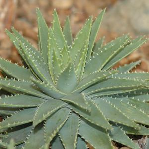 Aloe brevifolia 