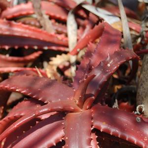 Aloe cameronii 