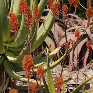 Aloe castanea 