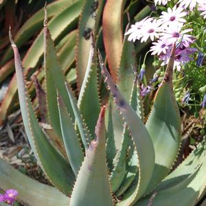 Aloe globuligemma 